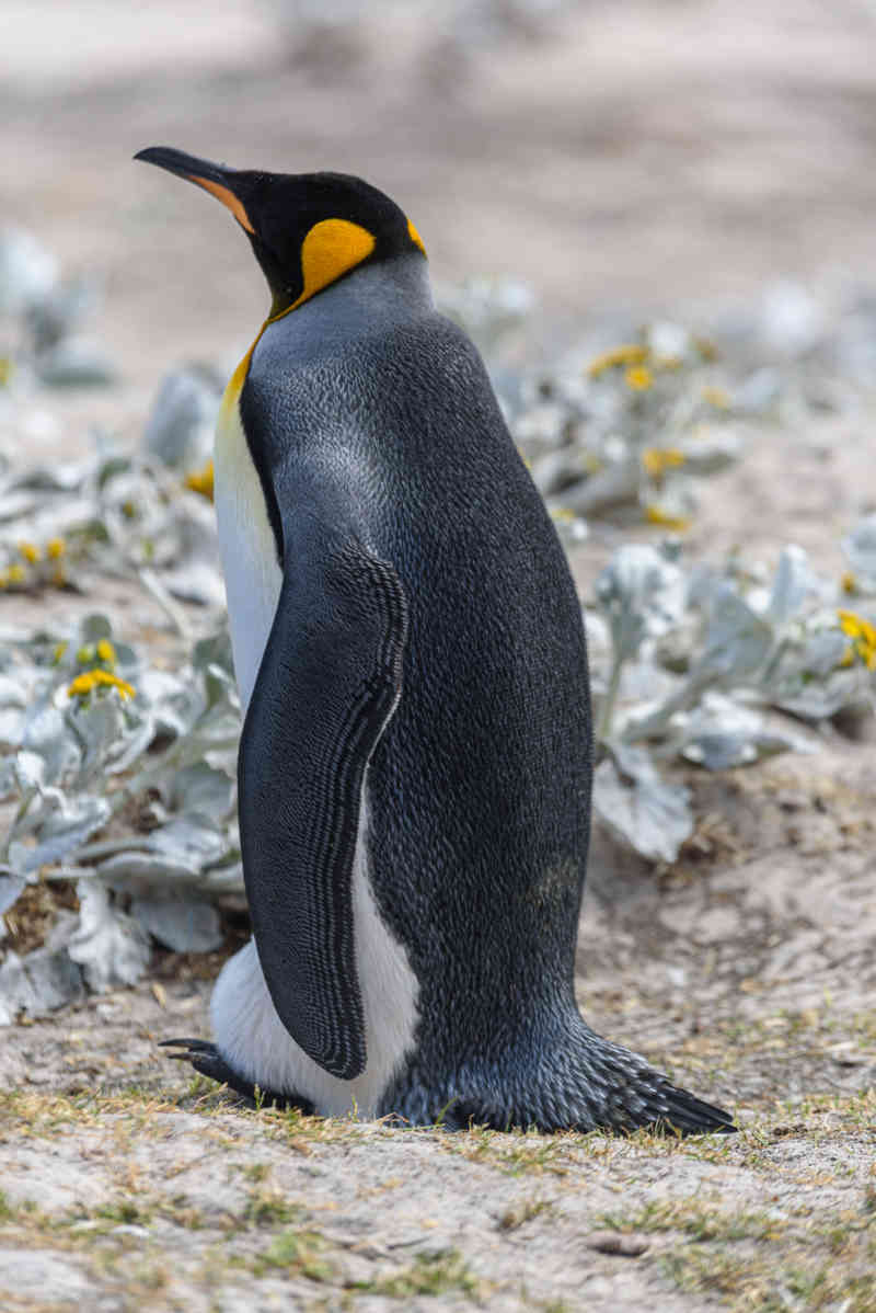 Pingüino Rey - islas Falkland o Malvinas 06.jpg